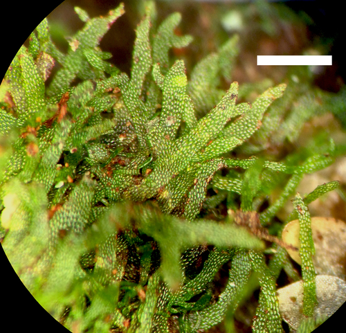 Hymenophyllum wrightii iNat (1)