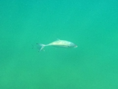 Caranx caballus