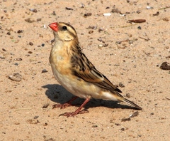 Vidua regia