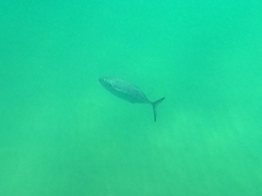 Caranx caballus