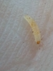 Phorostichus linearis