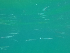 Hemiramphus saltator