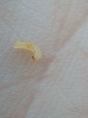 Phorostichus linearis