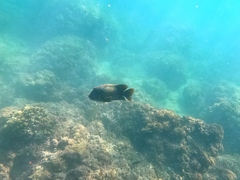 Microspathodon bairdii