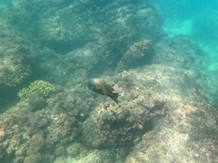 Microspathodon bairdii