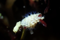 Thalamoporella