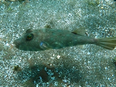Sphoeroides lobatus