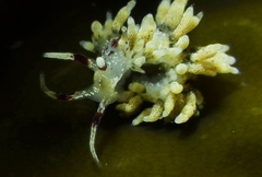 Cuthona hamanni