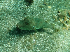 Sphoeroides lobatus
