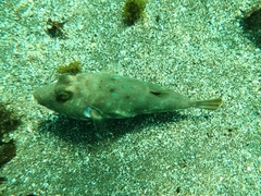 Sphoeroides lobatus