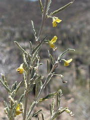 Aeschynomene nivea