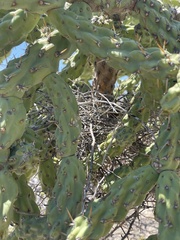 Toxostoma cinereum