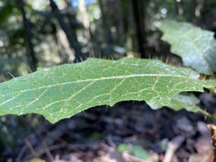 Solanum inaequilaterum