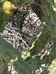 Toxostoma cinereum