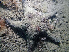 Anthenea sidneyensis