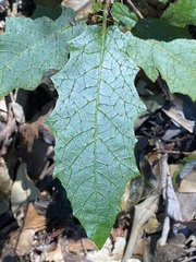 Solanum inaequilaterum