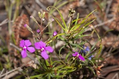 Stylidium scandens