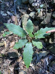 Solanum inaequilaterum