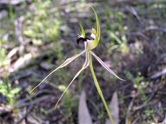 Caladenia atrovespa