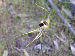 Caladenia atrovespa