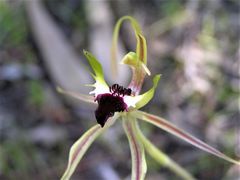Caladenia atrovespa