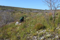 Thamnochortus lucens