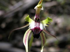 Caladenia atrovespa