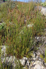 Thamnochortus lucens