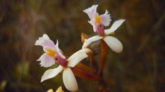 Epidendrum secundum