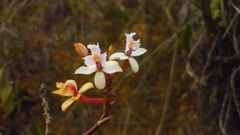 Epidendrum secundum