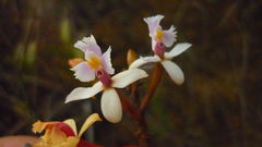 Epidendrum secundum