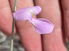 Tephrosia palmeri
