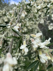 Chamaecytisus prolifer