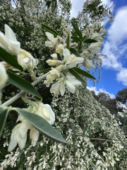 Chamaecytisus prolifer