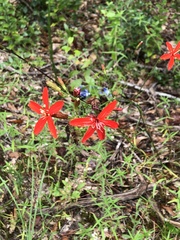 Silene subciliata
