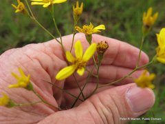 Senecio glaberrimus