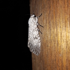 Hypercompe abdominalis