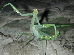 Macromantis nicaraguae