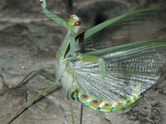 Macromantis nicaraguae