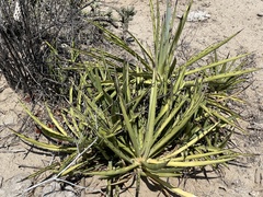 Agave datylio