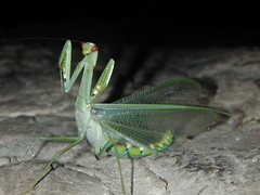 Macromantis nicaraguae