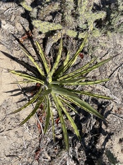 Agave datylio