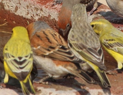 Passer motitensis motitensis