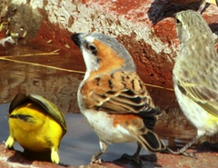 Passer motitensis motitensis