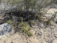 Agave datylio