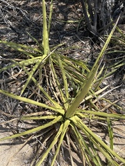 Agave datylio
