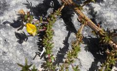 Aspalathus crassisepala