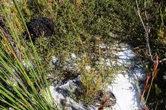 Aspalathus crassisepala