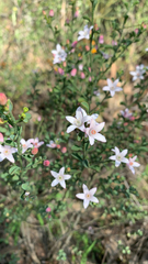 Philotheca verrucosa