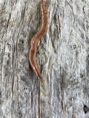 Glycera americana